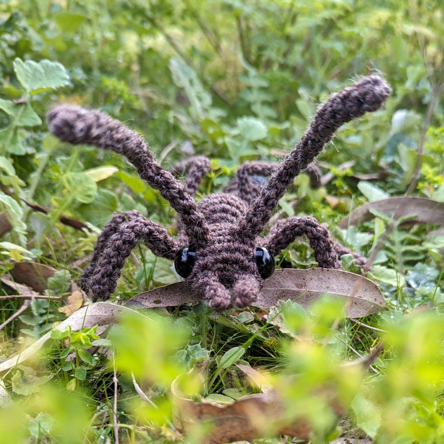 The Bull Ant
